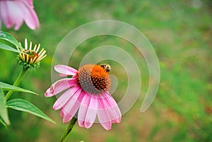 Echinacea and a bee