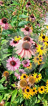 Echinacea and black eyed susans