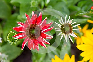 Echinacea blooming