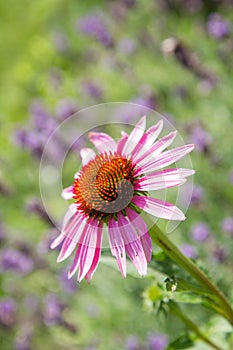 The Echinacea blooming