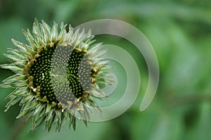 Echinacea bud