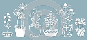 Echinacea, chamomile, schefler, noble hepatica, zephyrantes, stokesia. Vector illustration. Set of paper flower in pots, stickers