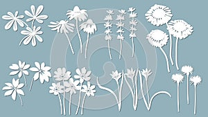 Echinacea, chamomile, schefler, noble hepatica, zephyrantes, stokesia. Vector illustration. Set of paper flower, stickers. Laser