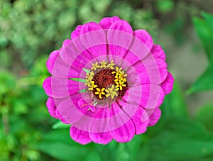 Echinacea colorful blooming big flower, closeup