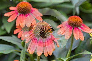 Echinacea Coneflower With Droopy Petals