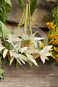 Echinacea