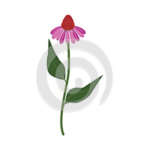 Echinacea. Echinacea purpurea herb