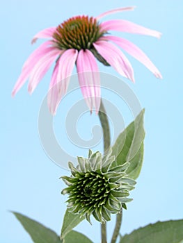 Echinacea flower