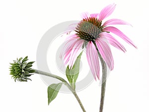 Echinacea flower