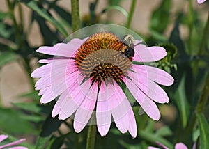 Echinacea flower with bee