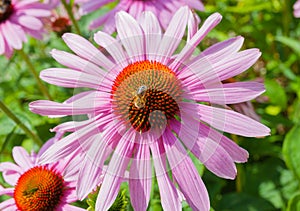Echinacea flower with a bee