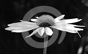 Echinacea flower (black and white)