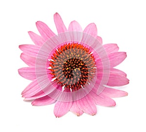 Echinacea flower photo