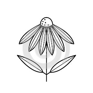 Echinacea flower icon. Coneflower with leaves. Herbal medical plant. Vector illustration.