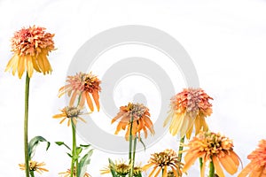 Echinacea flower isolated on white background