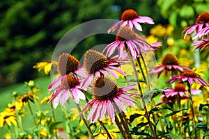Echinacea flowers