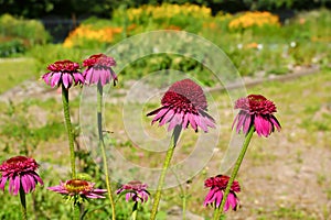 Echinacea flowers on a background of flowering garden.