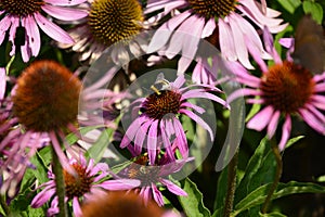 The echinacea flowers sharing the space