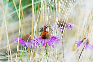 Echinacea flowers with butterfly among dry grass