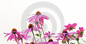 Echinacea flowers