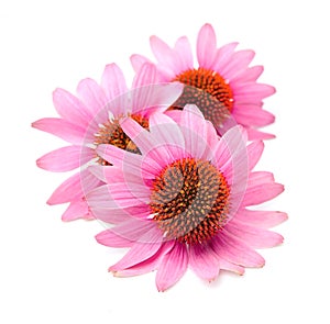 Echinacea flowers photo