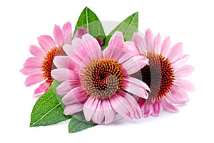 Echinacea flowers