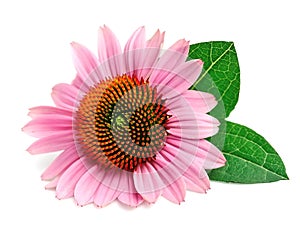 Echinacea flowers. photo