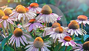 Echinacea flowers closeup