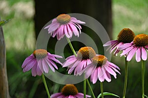 Echinacea flowers. photo