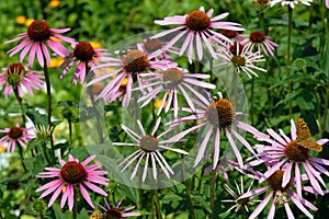 Echinacea flowers with fiddler beetle close-up
