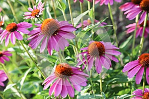 Echinacea flowers in the garden