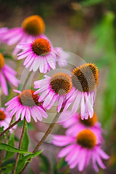 Echinacea flowers in a garden