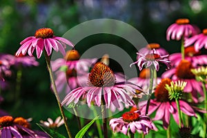 Echinacea flowers in the garden on a sunny day