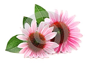 Echinacea flowers. Medicinal plant.