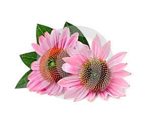 Echinacea flowers . Medicinal plant