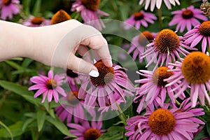 Echinacea flowers in a park.