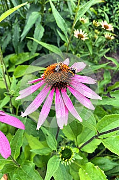 Echinacea flowers. Pink bright and vibrant flower. Farming and harvesting. Sunny day.