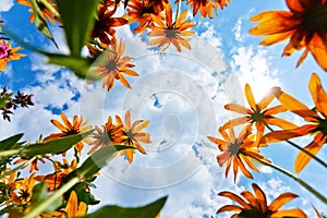 Echinacea flowers and sky photo