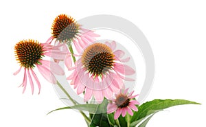 Echinacea flowers photo