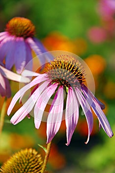 Echinacea in the garden