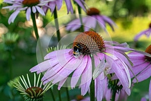 Echinacea - flowering plants favored by bees for collecting nectar photo