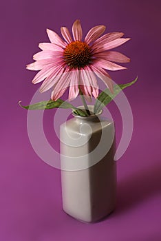 Echinacea Herbal Flower