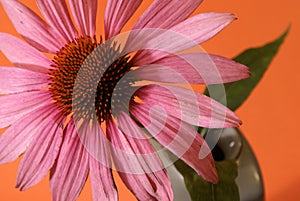 Echinacea Herbal Flower