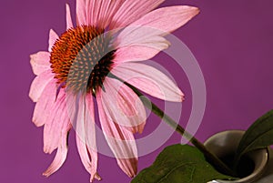 Echinacea Herbal Flower