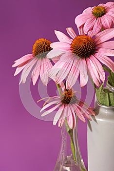 Echinacea Herbal Flower