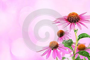 Echinacea for homeopathy