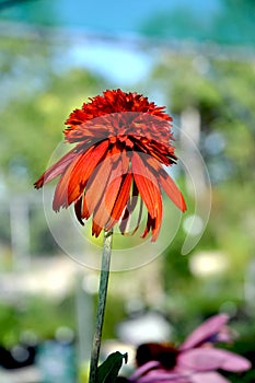 Echinacea Hot Papaya