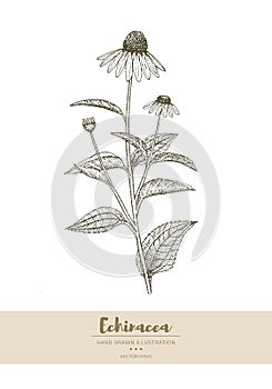 Echinacea illustration.