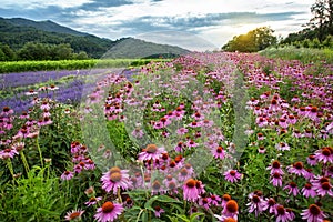 Echinacea and lavender field photo