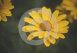 Echinacea Leilani photo